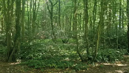 Woodfield, Lidsing, Near Rainham, Kent - Wards of Kent