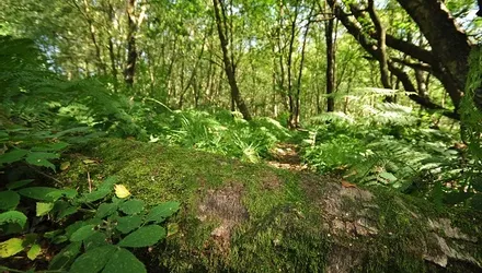 The Orchards, Uckfield, East Sussex - Wards of Kent