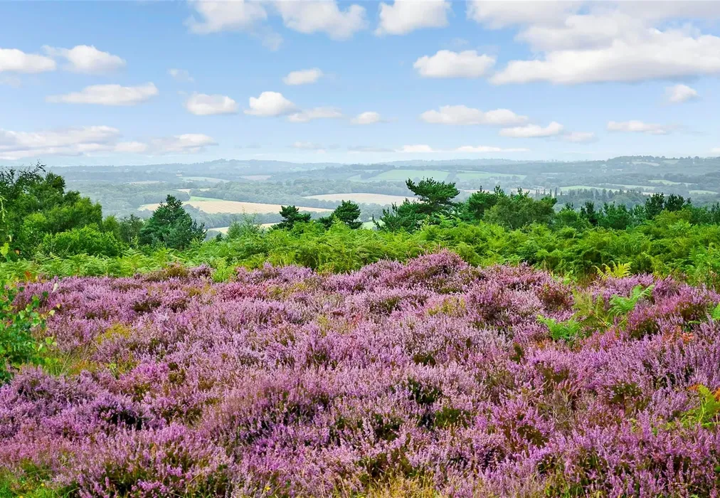 Surrounding Area - Ashdown Forest - The Orchards, Primrose Drive, Ridgewood, Uckfield, East Sussex - Wards of Kent