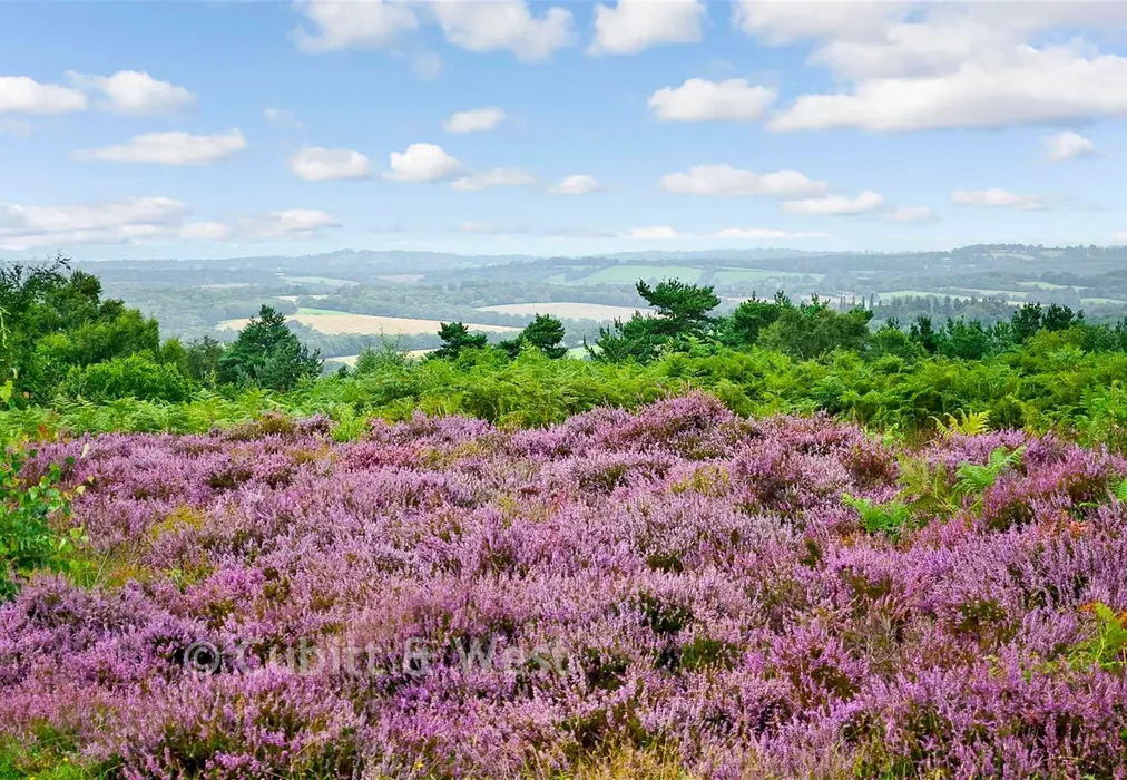 Surrounding Area - Ashdown Forest - The Orchards, Primrose Drive, Ridgewood, Uckfield, East Sussex - Wards of Kent