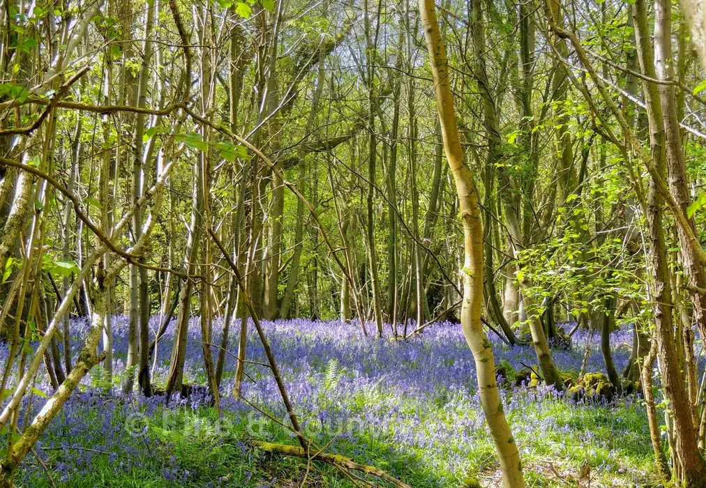 Bluebell Garden - Danegate, Eridge Green, Tunbridge Wells, East Sussex - Wards of Kent
