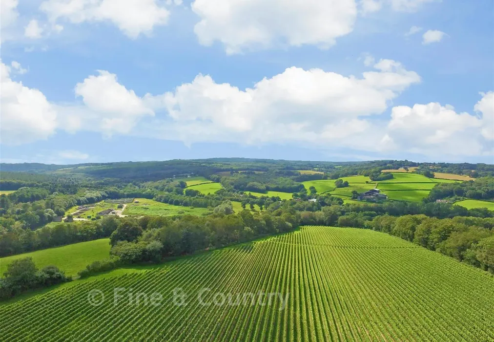 Vines - Danegate, Eridge Green, Tunbridge Wells, East Sussex - Wards of Kent