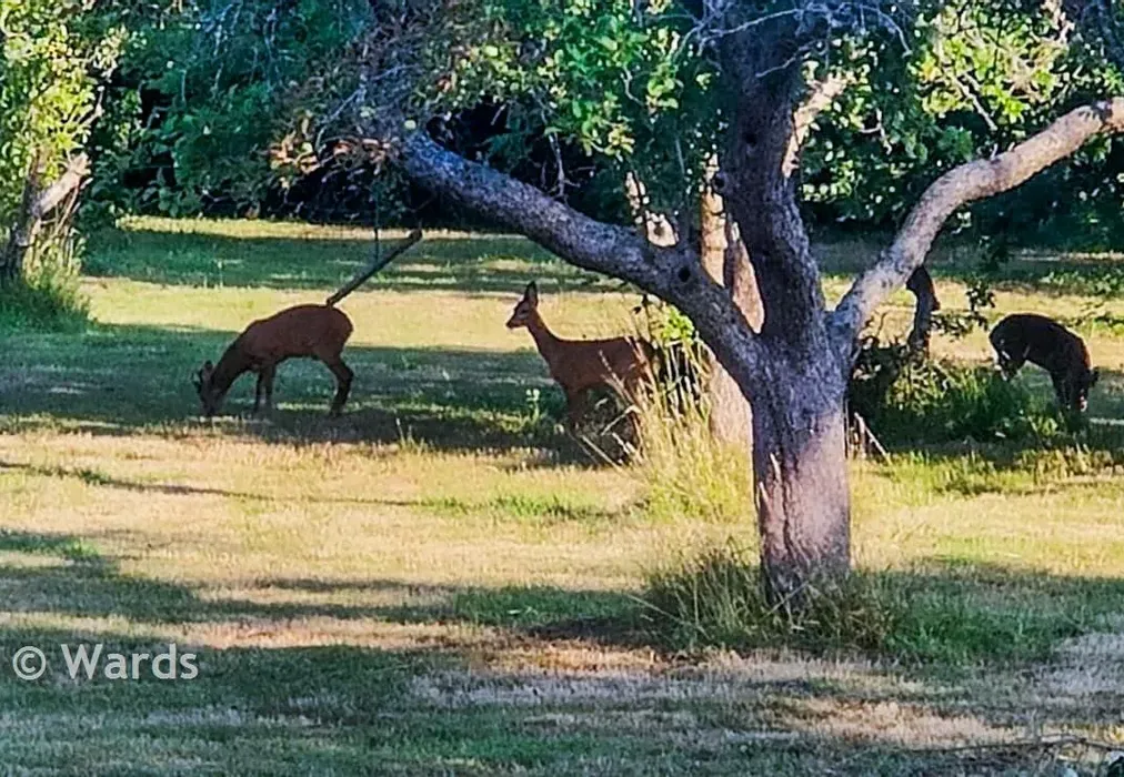 Deer New - Pike Fish Lane, Paddock Wood, Tonbridge, Kent - Wards of Kent