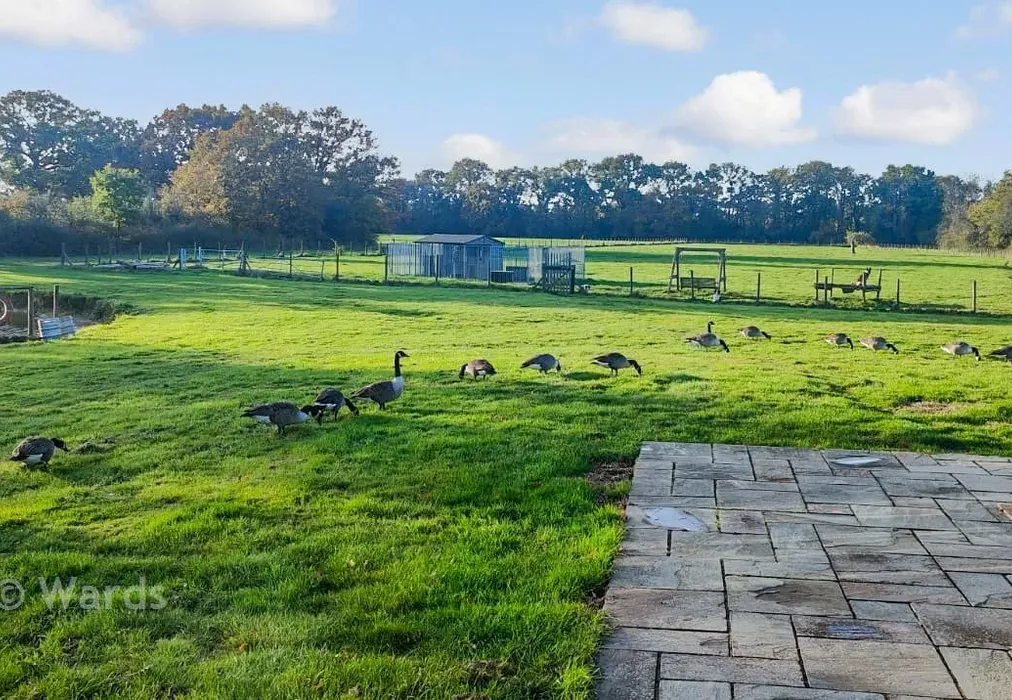 Lake And Geese New - Pike Fish Lane, Paddock Wood, Tonbridge, Kent - Wards of Kent