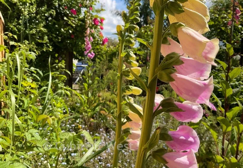 Lifestyle Garden - Kirdford Road, Arundel, West Sussex - Wards of Kent