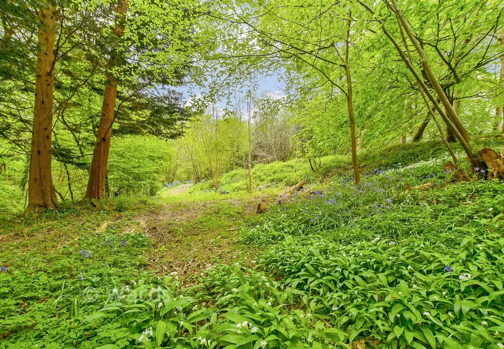 Rear Garden - Ghyllside Road, Northiam, Rye, East Sussex - Wards of Kent
