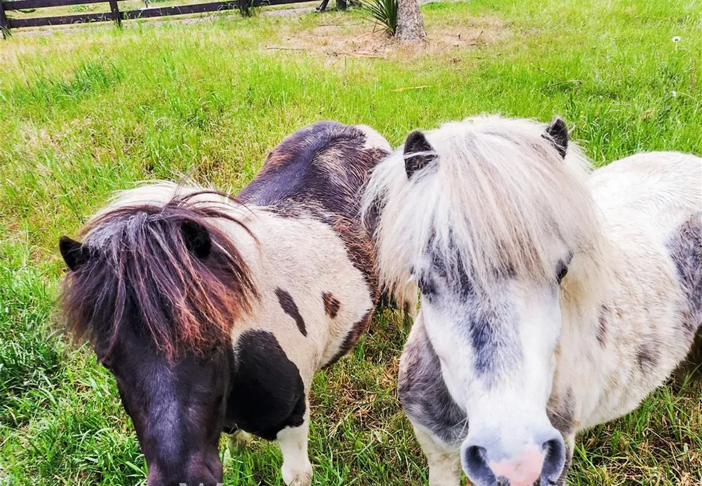 Pony paddock - Ramsgate Road, Margate, Kent - Wards of Kent