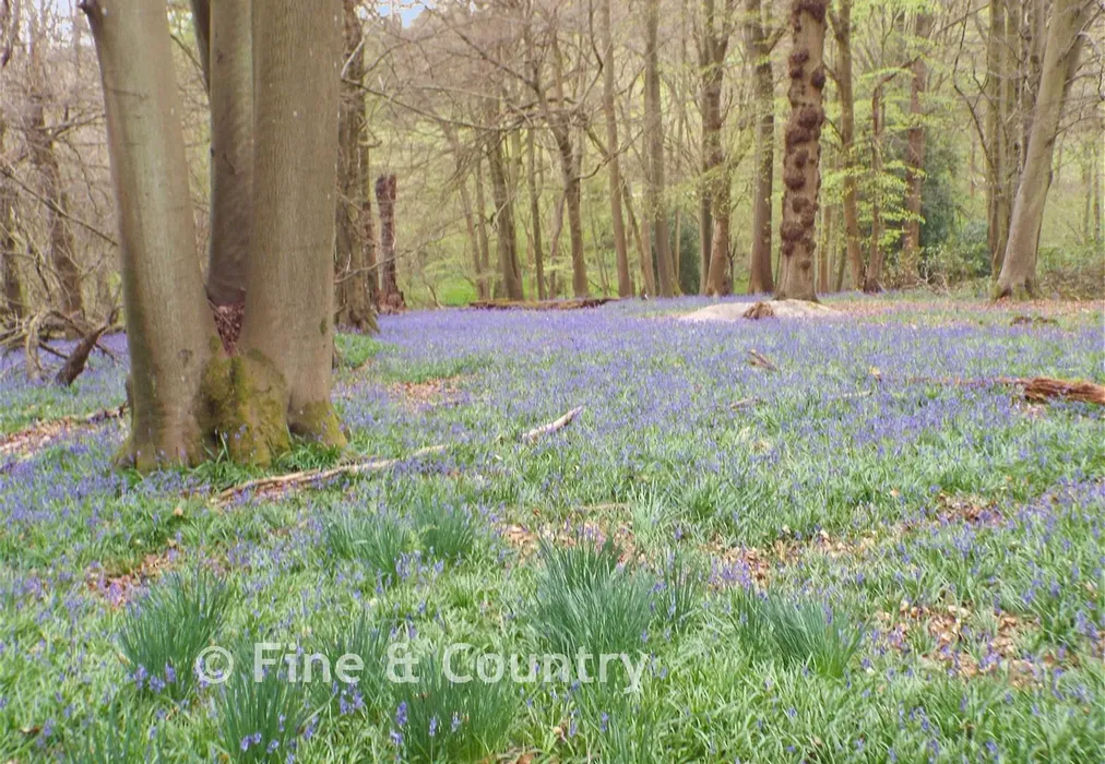 Woods - Wadhurst Road, Mark Cross, East Sussex - Wards of Kent