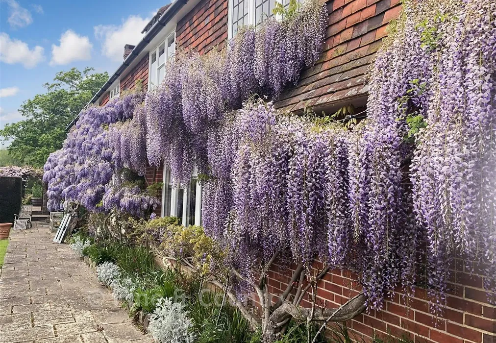 Rear Of House - Wadhurst Road, Mark Cross, East Sussex - Wards of Kent