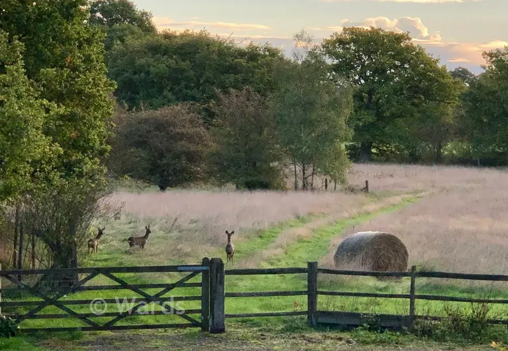 Lifestyle - Waterman Quarters, Headcorn, Ashford, Kent - Wards of Kent